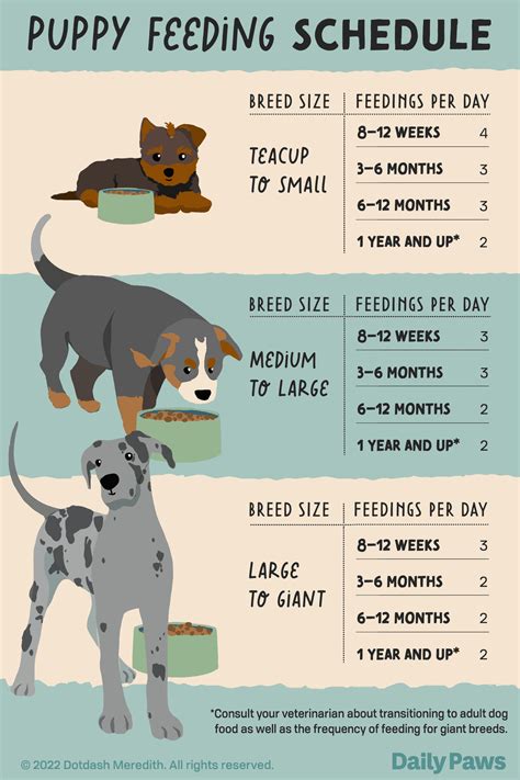  It is helpful to stick to designated eating times for your puppy